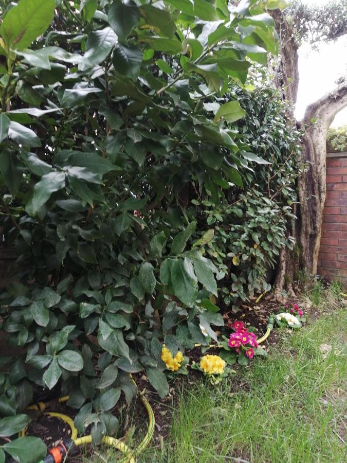 Casa Nonnanna - Nonnanna Home Viareggio Eksteriør billede